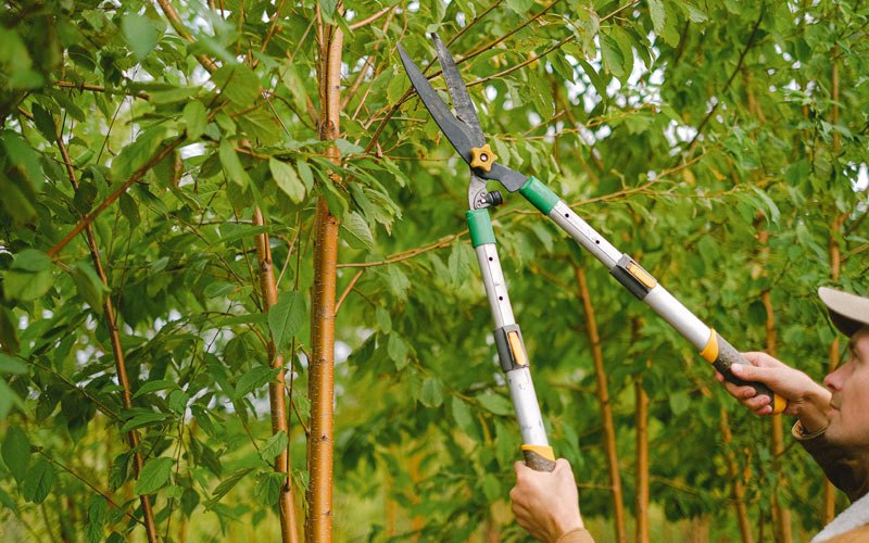 Tree trimming in Davis, WV